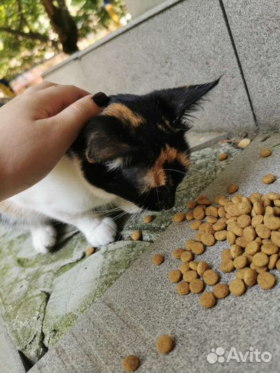 Кошка в дар