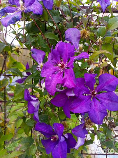 Укорененные черенки клематиса