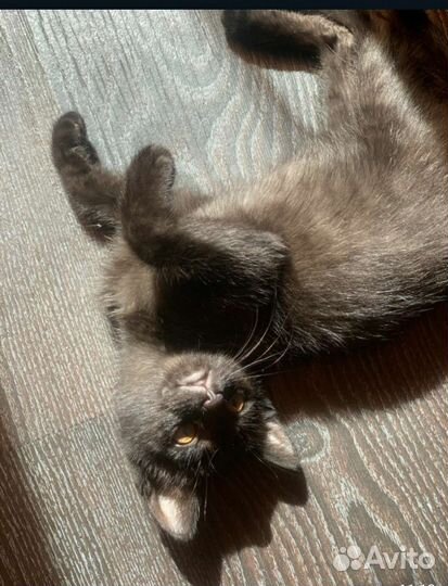 Котята в добрые руки бесплатно