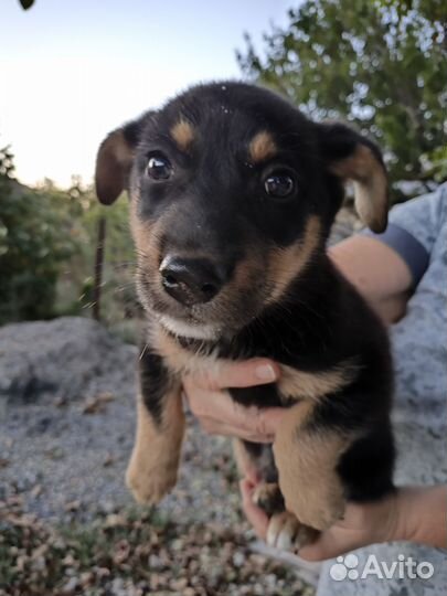 Собака щенок охранник