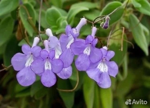 Стрептокарпелла