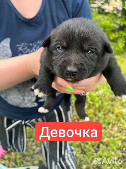 Щенки лайки