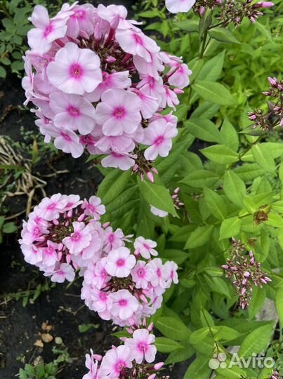 Флокс, хризантема, монарда