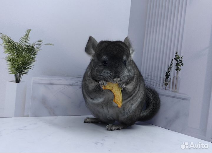 Шиншилла малыш
