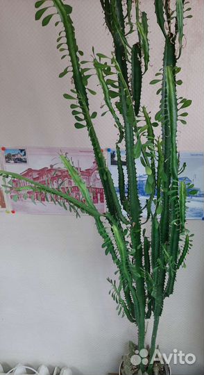 Молочай трехгранный Эуфорбия тригона большой