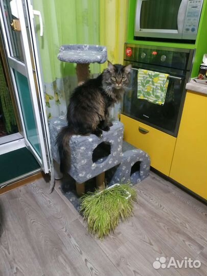 Кошка