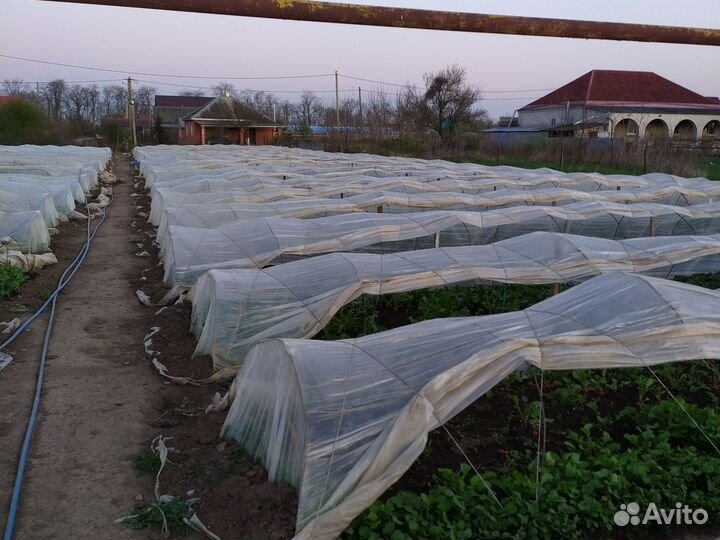 Рабочие на редис на весну и лето