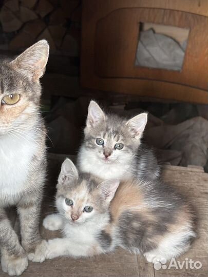 Очаровательные котятки