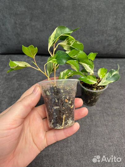 Фикус керли