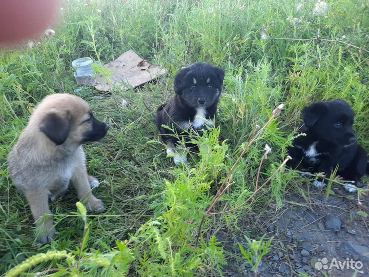 Собака (щенки) в добрые руки