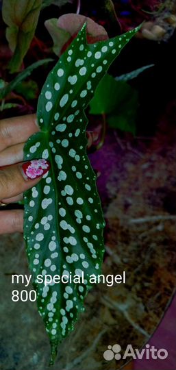 Бегонии Кейн срезы