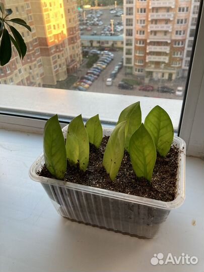 Замиокулькас (пророщенные отростки)