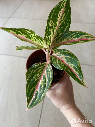 Аглаонема батерфляй