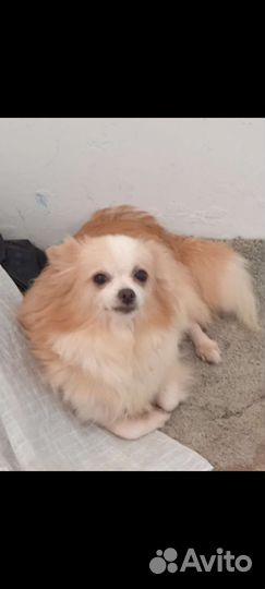 Шпиц с мальтезе взрослая отдам