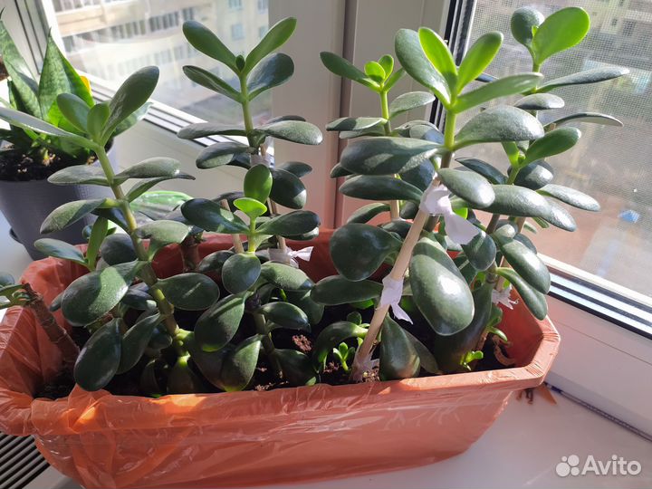 Толстянка, денежное дерево, красула