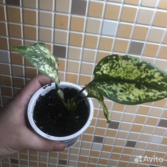 Диффенбахия