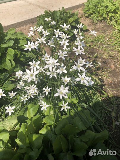 Многолетники