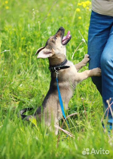 Собака в добрые руки щенок