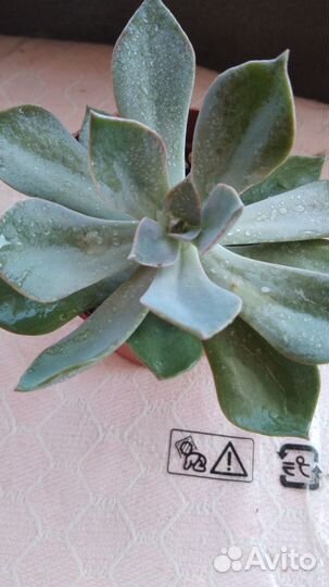 Суккуленты