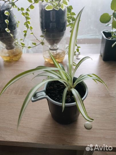 Хлорофитум