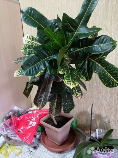 Кротон дифенбахия