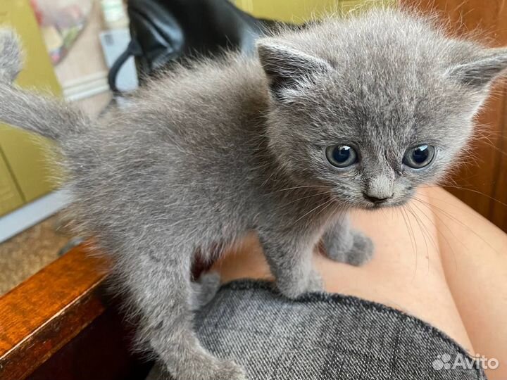 Кошка в дар бесплатно