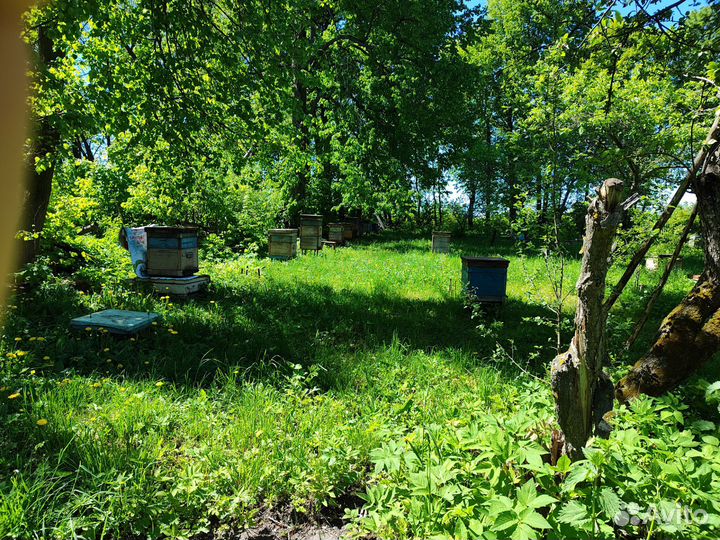 Пчелы пасека