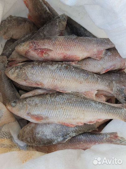 Чебак вяленный