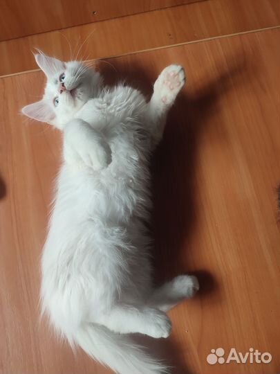 Мальчики породы Мейн-кун