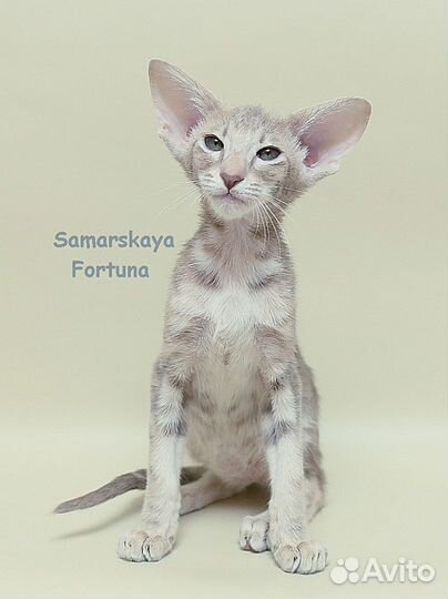 Нежная ориентальная кошечка