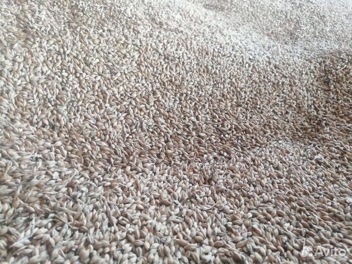 Овес, ячмень