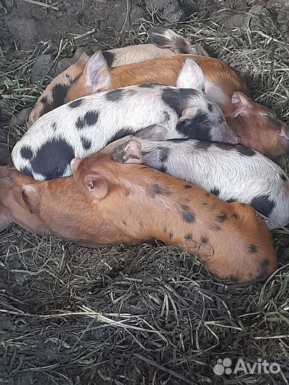 Венгерская мангалица