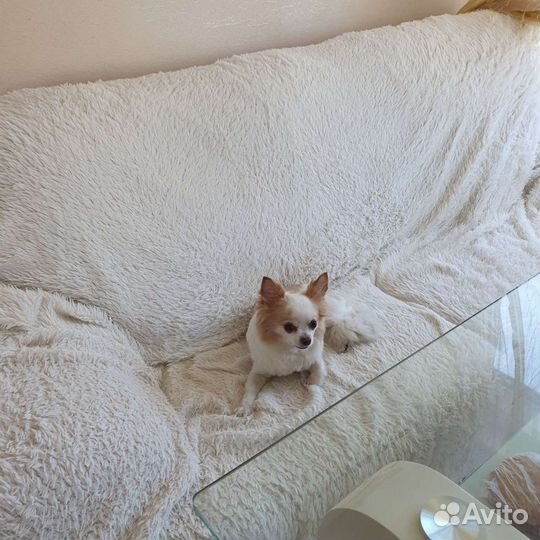 Передержка для собак