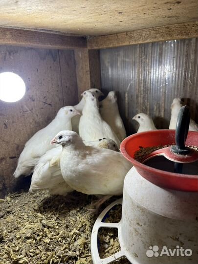 Семья Цесарок