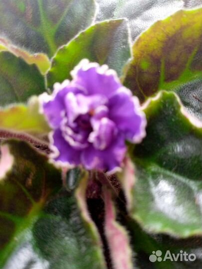 Фиалки сортовые взрослые(в горшке)