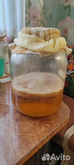 Чайный гриб