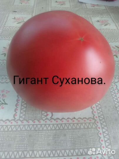 Семена Томата и Огурца Старинных сортов