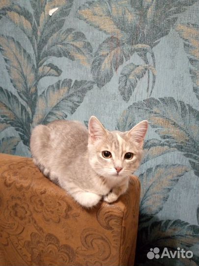 Кошка ищет новых хозяев