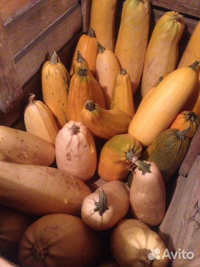 Кабачки на корм животным