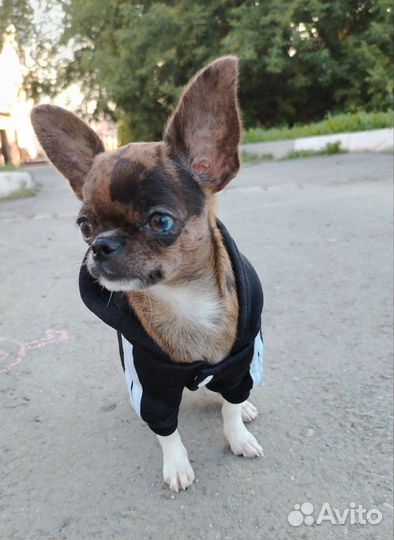 Чихуахуа вязка мальчик