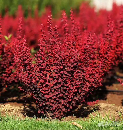 Барбарис Оранж рокет