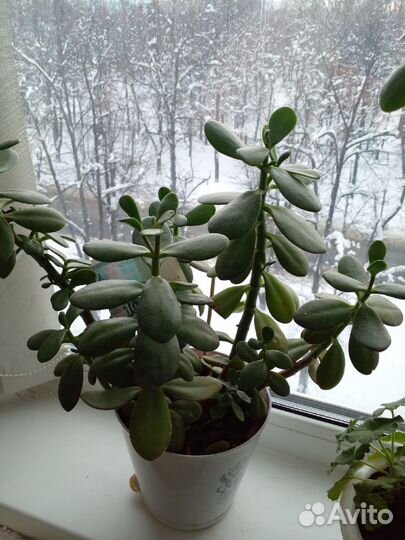 Толстянка или денежное дерево