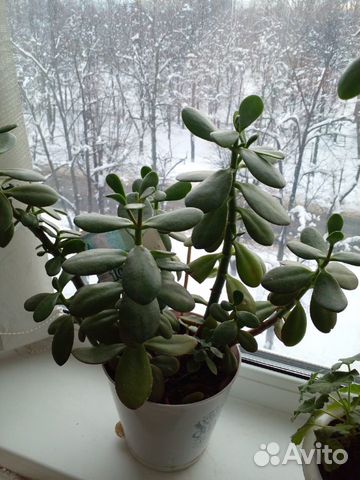 Толстянка или денежное дерево