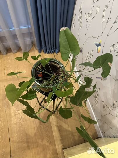 Антуриум красный