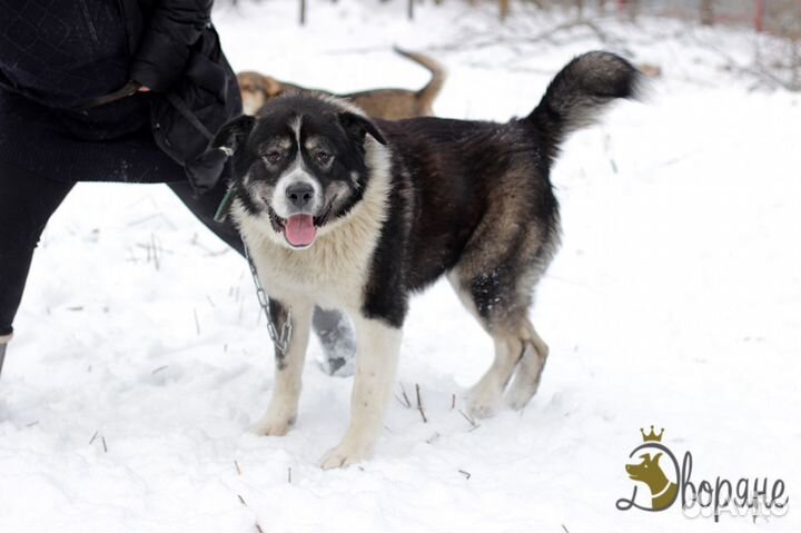 Отличный парень по кличке Балу