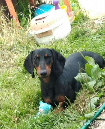 Вязка таксы(мальчик)