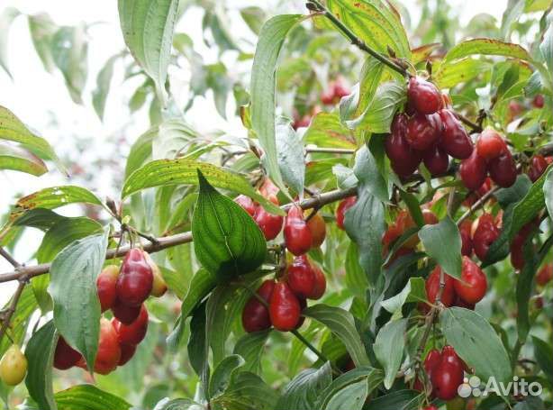 Саженцы кизил Семён