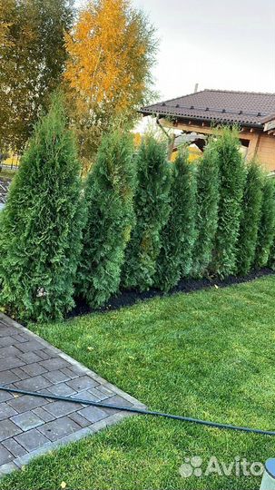 Туя Смарагд 200 см