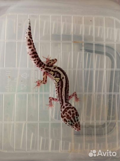 Геккон эублефар