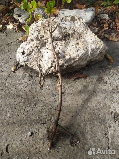 Карамановский фундук. Саженцы